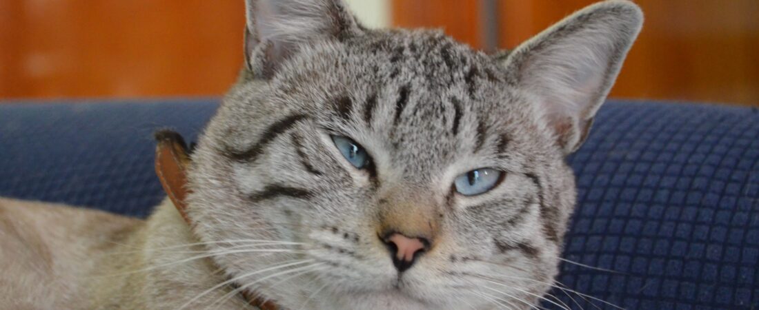 La vida en gatocracia: convivir con 14 gatos