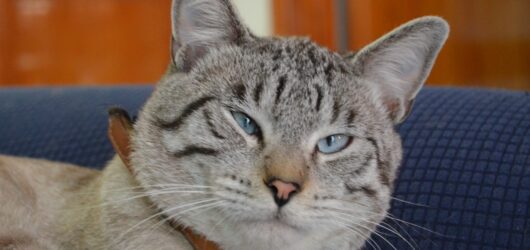 La vida en gatocracia: convivir con 14 gatos